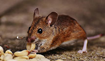 24 Hour & Emergency Exterminators in Sandusky, OH